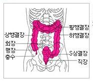 대장의 구조