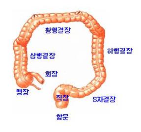 수면내시경